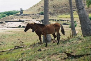 W jednym tylko miejscu na świecie można spotkać wielkanocne konie