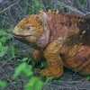 Galapagos – czarodziejskie wyspy