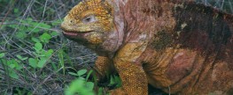 Galapagos – czarodziejskie wyspy
